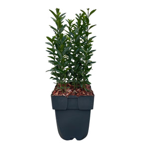 Livraison plante Euonymus japonica Green Spire – Lot de 6 – Hauteur 40 cm