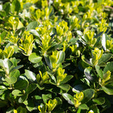 Livraison plante Euonymus japonica Green Spire – Lot de 8 – Hauteur 20 - 25 cm