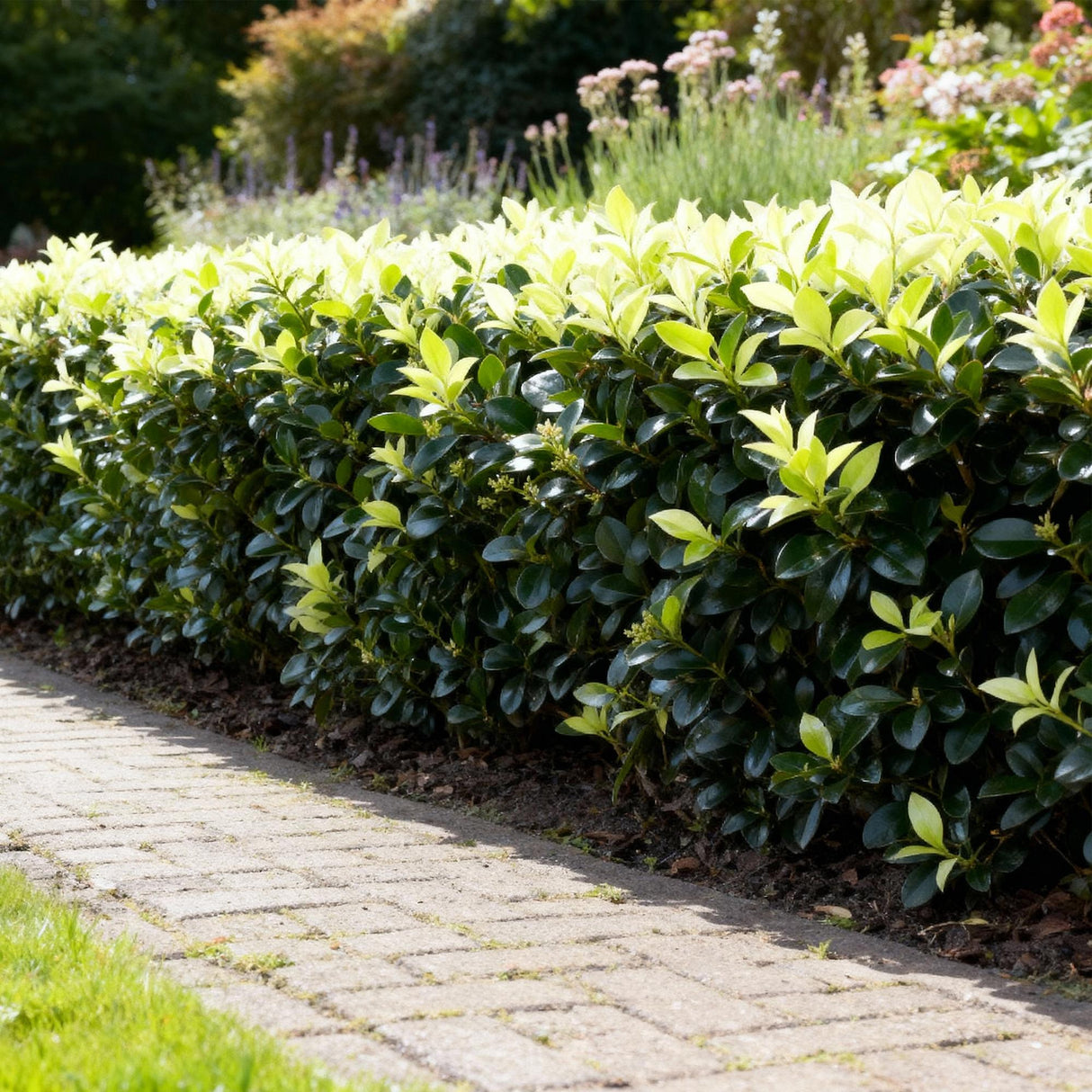 Livraison plante Euonymus japonica Paloma Blanca – Lot de 8 – Pot 9 cm