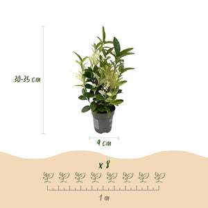 Livraison plante Euonymus japonica Paloma Blanca – Lot de 8 – Pot 9 cm