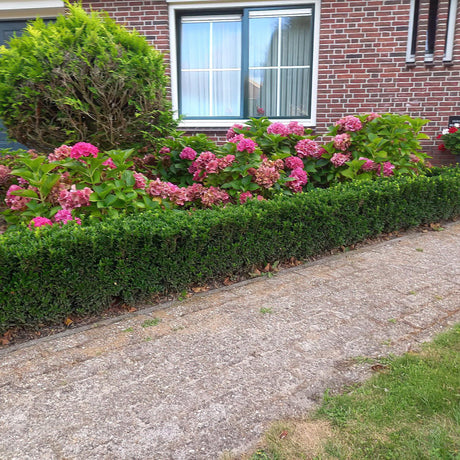 Livraison plante Euonymus japonicus Green Spire