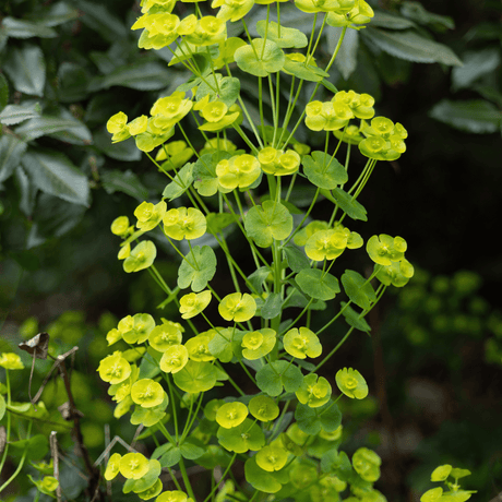 Livraison plante Euphorbe amygdal