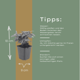 Livraison plante Euphorbe amygdal