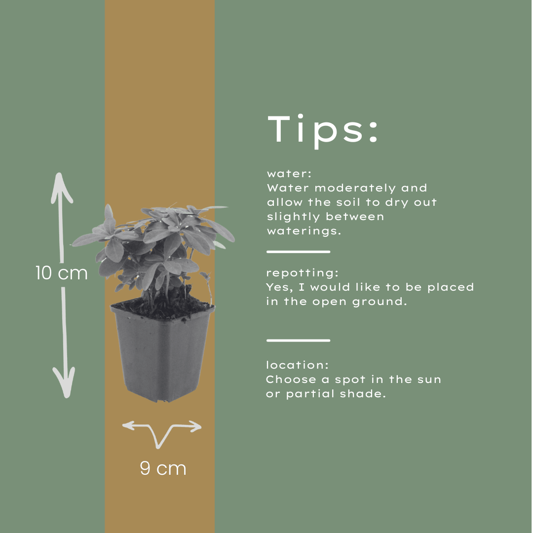 Livraison plante Euphorbe amygdal