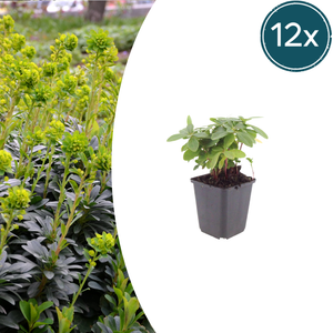 Livraison plante Euphorbe amygdal