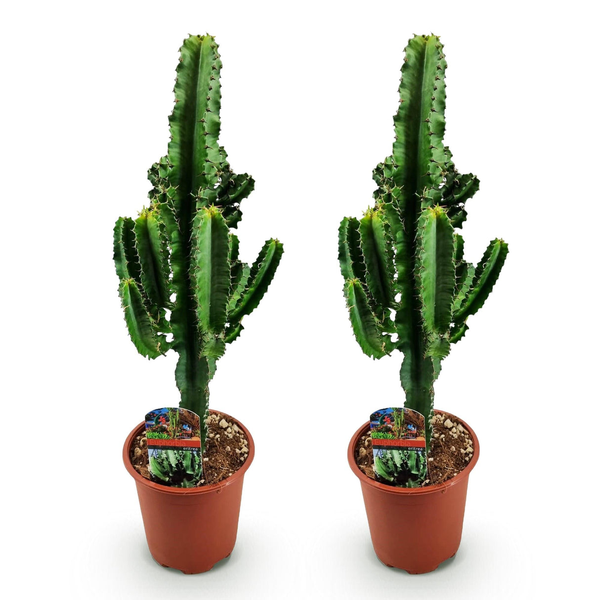 Livraison plante Euphorbia eritrea – Lot de 2 – Pot 17 cm – Hauteur 60 cm