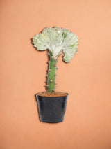 Livraison plante Euphorbia lactea Cristata blanc