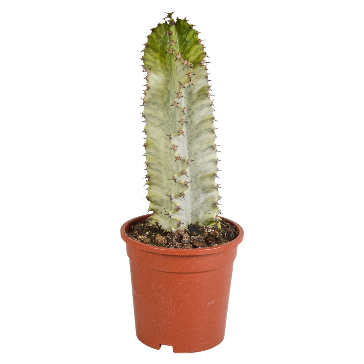 Livraison plante Euphorbia marmorata h40cm - cactus d'intérieur