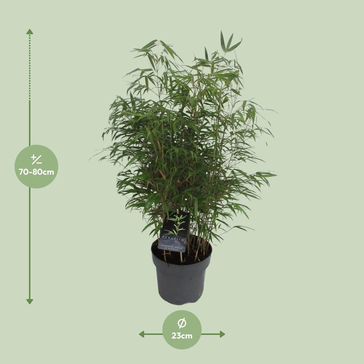 Livraison plante Fargesia Rufa bambou d23cm h95cm