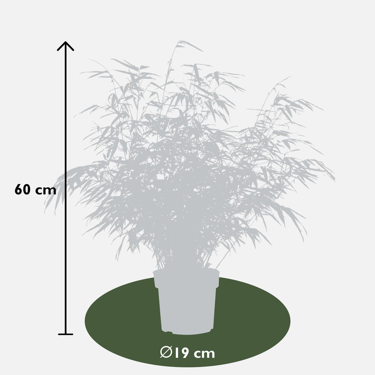 Livraison plante Fargesia Rufa - Lot de 2