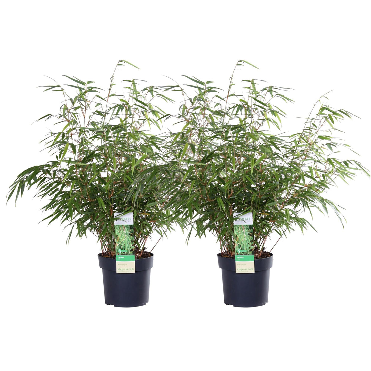 Livraison plante Fargesia Rufa - Lot de 2