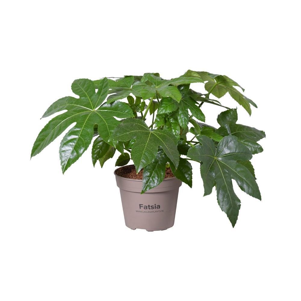 Livraison plante Fatsia Japonica