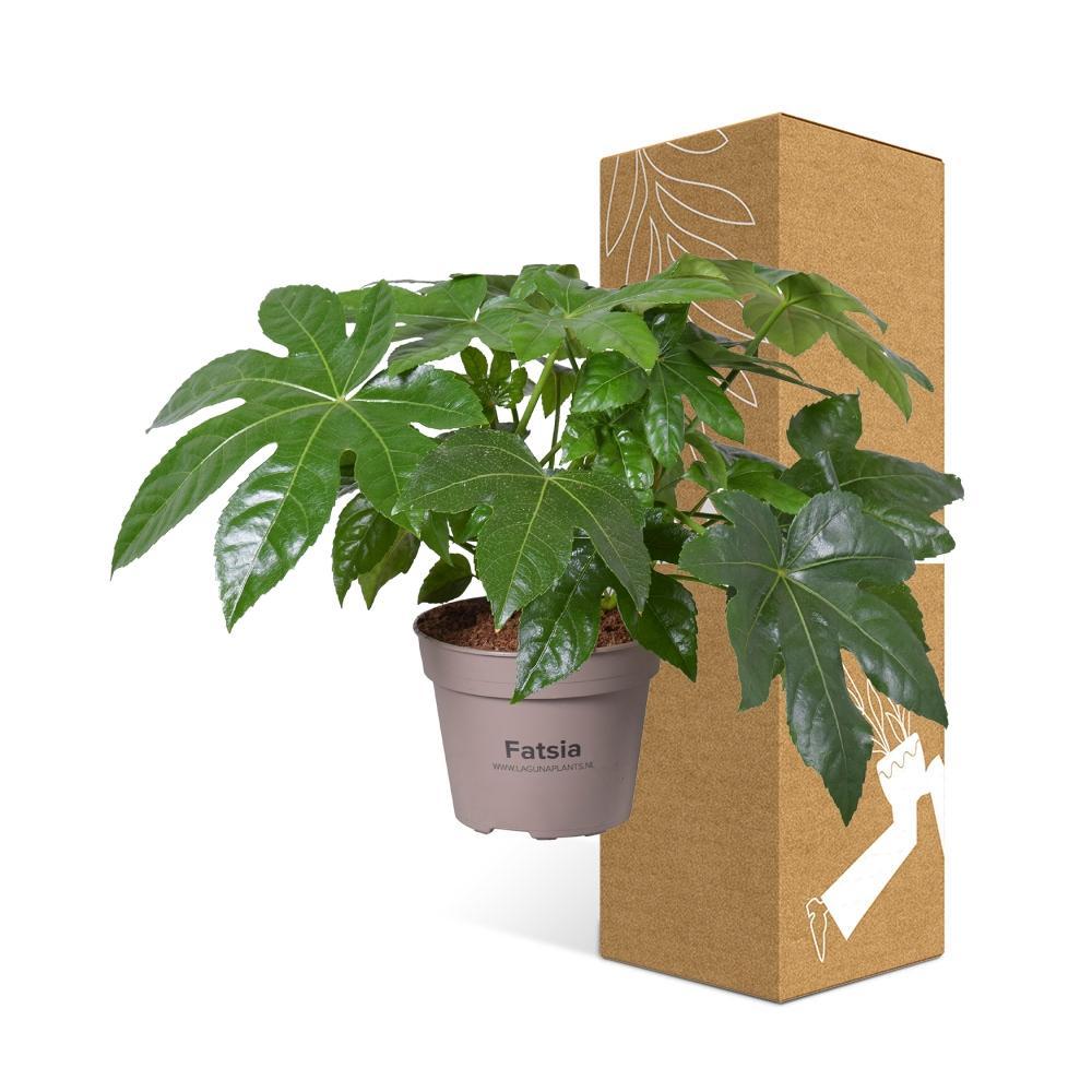 Livraison plante Fatsia Japonica