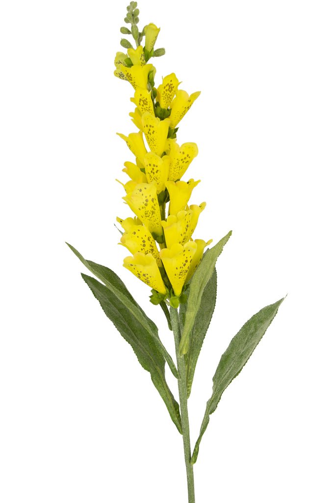 Livraison plante Fausse Fleur Digitale jaune
