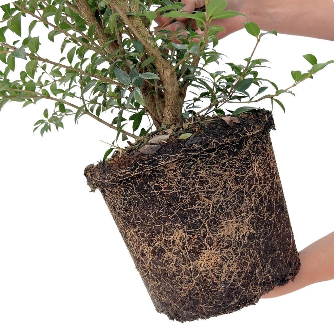 Livraison plante Faux Houx h125cm pour 10 mètres linéaires de haie 10x12L