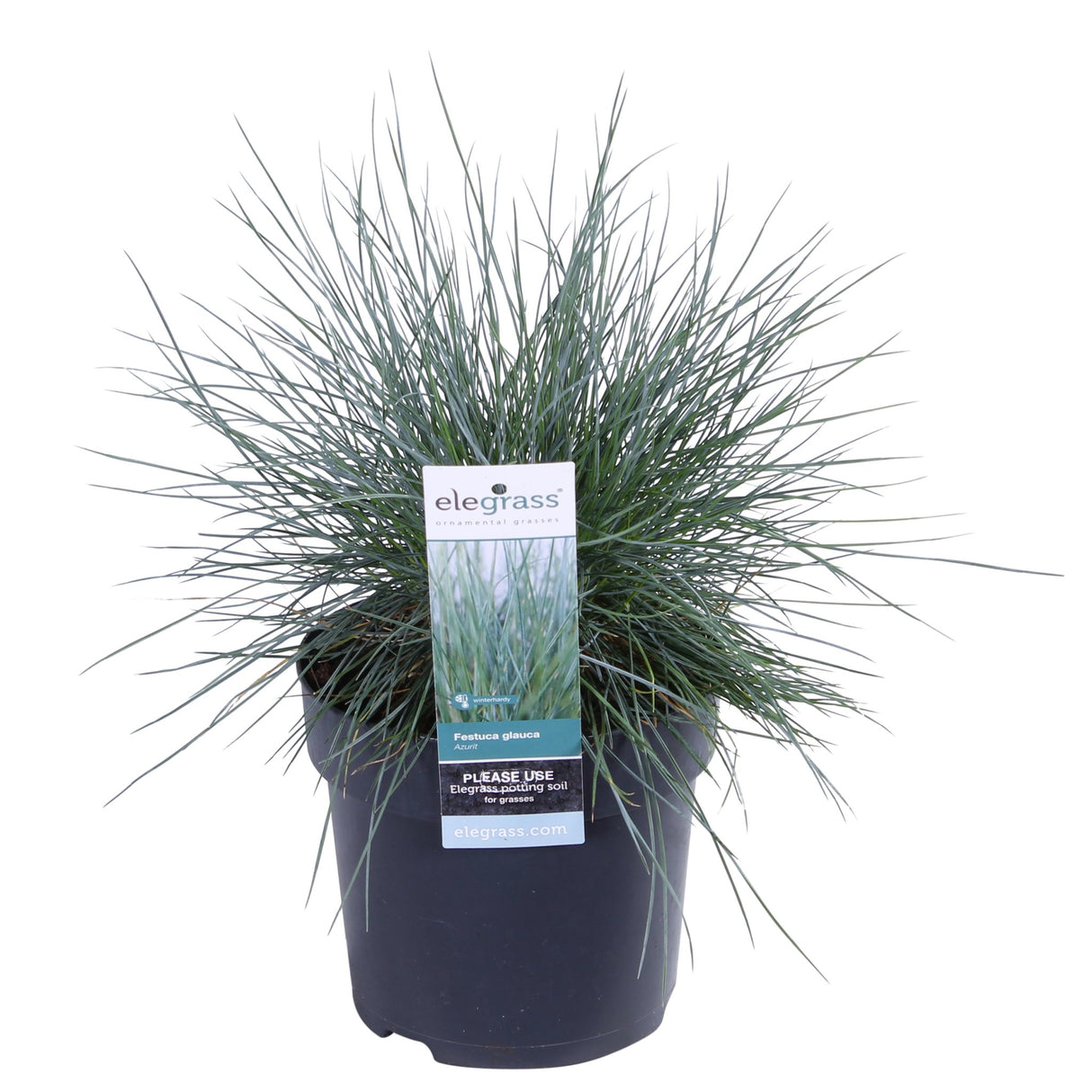 Livraison plante Festuca glauca 'Azura Blue'
