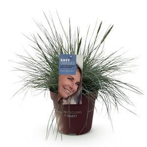 Livraison plante Festuca glauca Intense Blue – Lot de 1 – Pot 17 cm