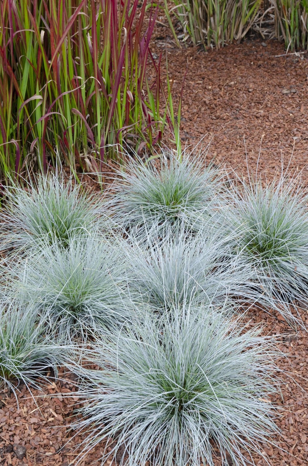 Livraison plante Fetuque bleu - ↨40cm - Ø19 - plante d'extérieur