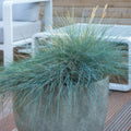 Fétuque Bleue (Festuca Glauca) 'Elijah Blue'
