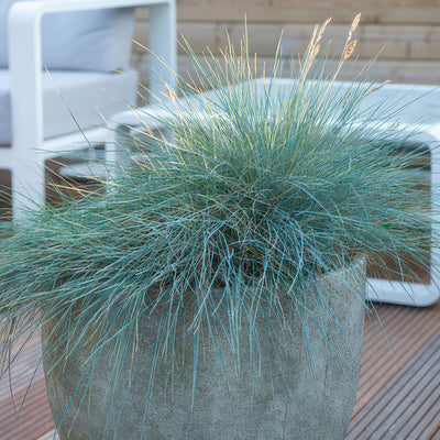 Fétuque Bleue (Festuca Glauca) 'Elijah Blue'