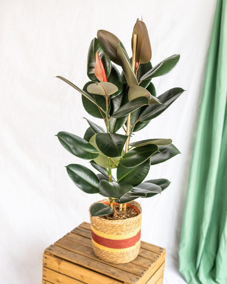 Ficus Abidjan - Hévéa Ou Plante Caoutchouc - Plante D'intérieur Dépolluante De 30 à 40 Cm Avec Pot