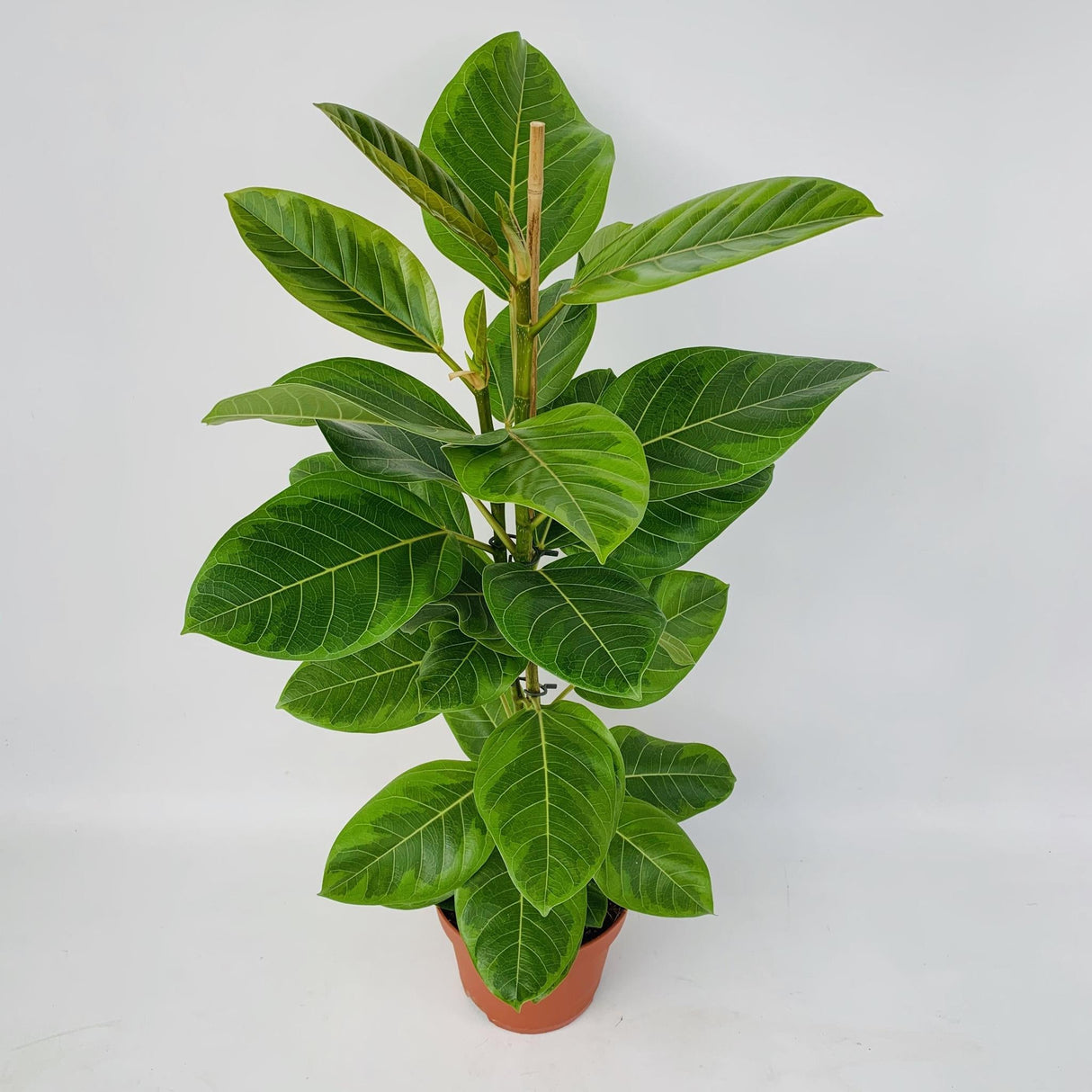 Livraison plante Ficus Altissima