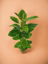 Livraison plante Ficus Altissima