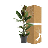 Livraison plante Ficus America Tresor