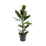 Livraison plante Ficus America Tresor