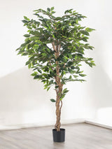 Livraison plante Ficus - Arbre artificiel