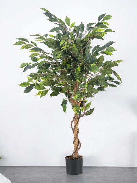 Livraison plante Ficus benjamina - Arbre artificiel