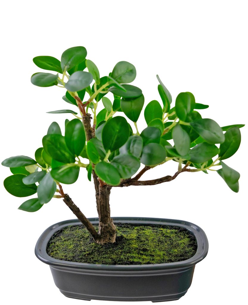 Livraison plante Ficus - bonsai artificiel