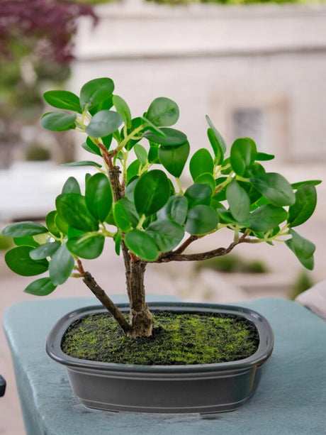 Livraison plante Ficus - bonsai artificiel