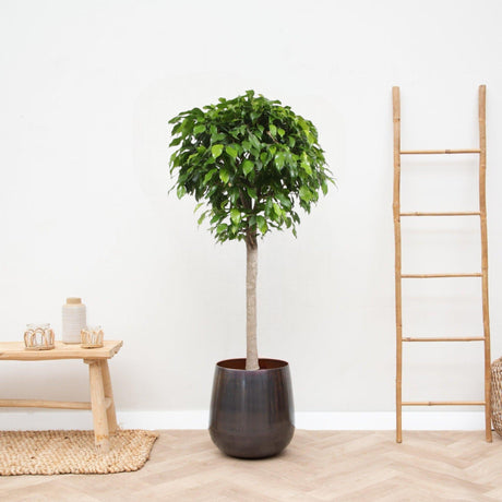 Livraison plante Ficus boule Columnar