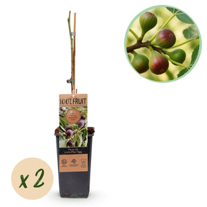 Livraison plante Ficus carica Little Miss Figgy – Lot de 2 – Pot 15 cm