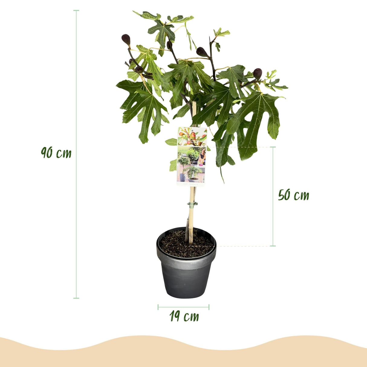 Livraison plante Ficus carica Little Miss Figgy – Pot 19 cm – Hauteur 90 cm