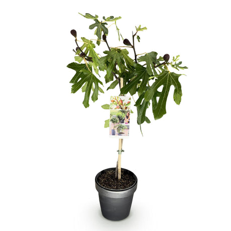 Livraison plante Ficus carica Little Miss Figgy – Pot 19 cm – Hauteur 90 cm