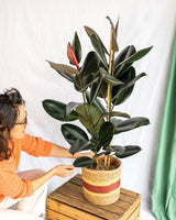 Ficus Abiyán XL