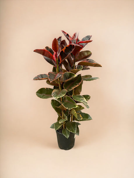 Livraison plante Ficus Elastica Belize