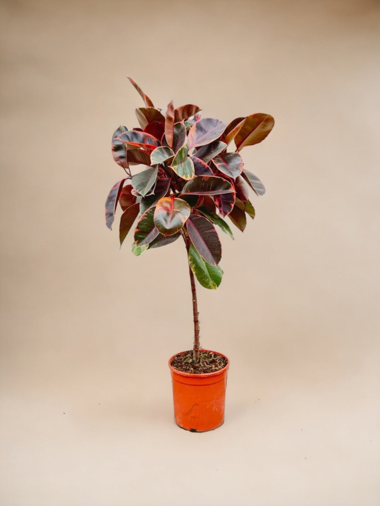 Livraison plante Ficus Elastica Belize tronc - 130 cm - ø24