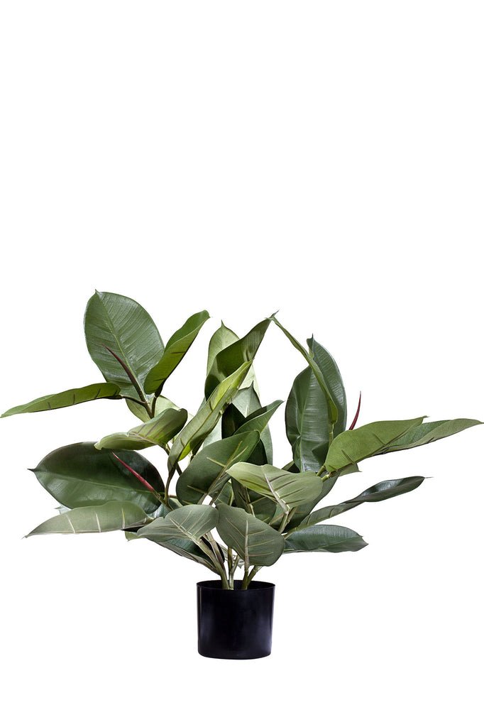 Livraison plante Ficus elastica caoutchouc - Plante verte artificielle