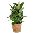 Livraison plante Ficus Elastica Robusta et son pot