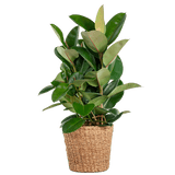 Livraison plante Ficus Elastica Robusta et son pot