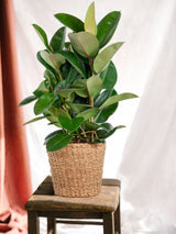 Livraison plante Ficus Elastica Robusta et son pot
