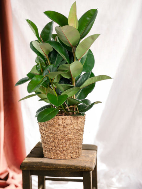 Livraison plante Ficus Elastica Robusta et son pot