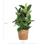 Livraison plante Ficus Elastica Robusta et son pot