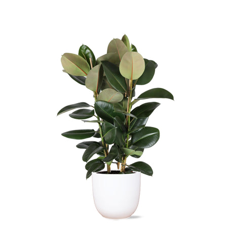 Livraison plante Ficus Elastica Robusta et son pot