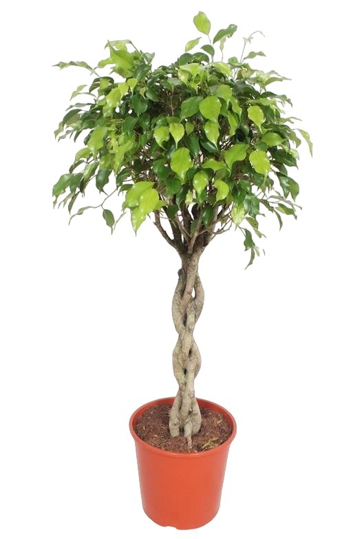 Livraison plante Ficus Exotica