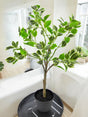 Livraison plante Ficus Henryi - Plante verte artificielle
