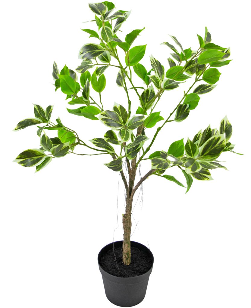 Livraison plante Ficus Henryi - Plante verte artificielle